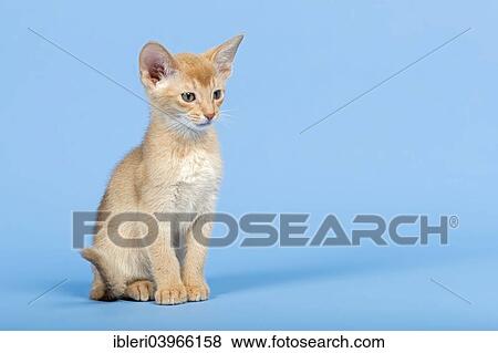 Stock Photo - "Abyssinian kitten, 9 weeks, colour fawn". Fotosearch