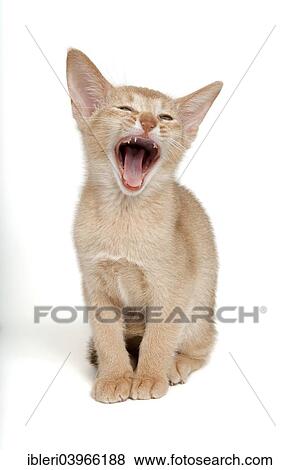 "Abyssinian kitten, 9 weeks, colour fawn, yawning" View Large Photo Image Stock Photo - "Abyssinian kitten, 9 weeks, colour fawn, yawning". Fotosearch