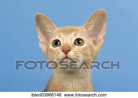 "Abyssinian kitten, 9 weeks, colour fawn" View Large Photo Image Stock Photograph - "Abyssinian kitten, 9 weeks, colour fawn". Fotosearch
