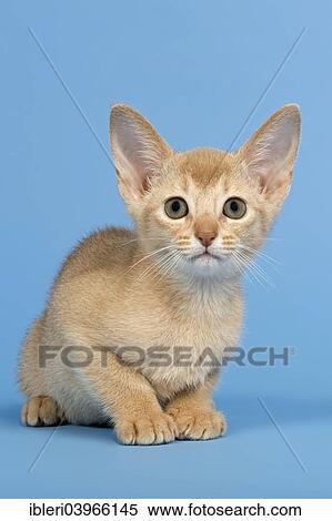 "Abyssinian kitten, 9 weeks, colour fawn" View Large Photo Image Stock Photography - "Abyssinian kitten, 9 weeks, colour fawn". Fotosearch