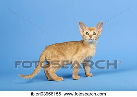 Stock Photography - "Abyssinian kitten, 9 weeks, colour fawn". Fotosearch