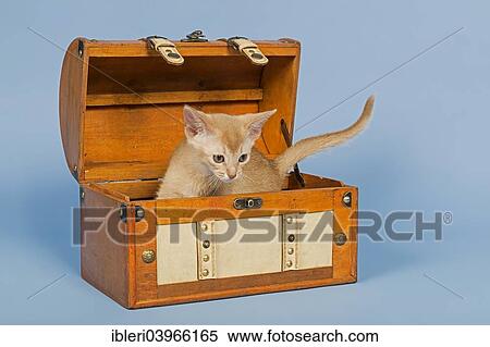 "Abyssinian kitten, 9 weeks, colour fawn, in a chest" View Large Photo Image Stock Photography - "Abyssinian kitten, 9 weeks, colour fawn, in a chest". Fotosearch