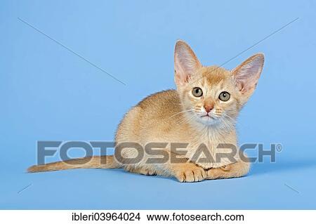 "Abyssinian kitten, 9 weeks, fawn fur colour" View Large Photo Image Picture - "Abyssinian kitten, 9 weeks, fawn fur colour". Fotosearch