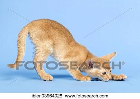 "Abyssinian kitten, 9 weeks, fawn fur colour" View Large Photo Image Stock Photography - "Abyssinian kitten, 9 weeks, fawn fur colour". Fotosearch