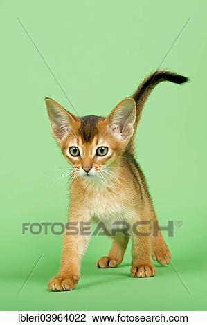 "Abyssinian kitten, 9 weeks, ruddy" View Large Photo Image Stock Image - "Abyssinian kitten, 9 weeks, ruddy". Fotosearch