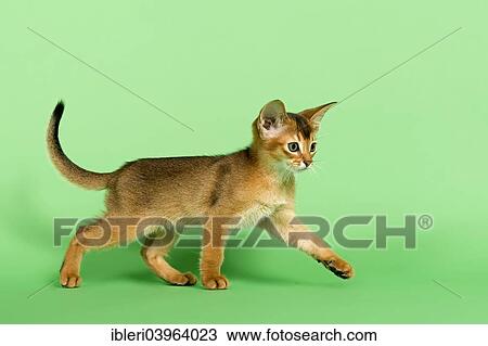 "Abyssinian kitten, 9 weeks, ruddy" View Large Photo Image Stock Image - "Abyssinian kitten, 9 weeks, ruddy". Fotosearch