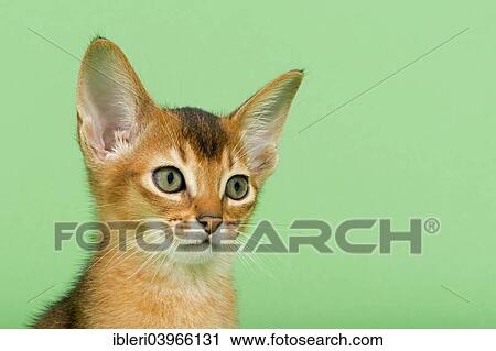 Stock Image - "Abyssinian kitten, 9 weeks, ruddy". Fotosearch