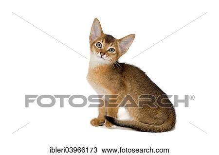 "Abyssinian kitten, 9 weeks, ruddy" View Large Photo Image Stock Image - "Abyssinian kitten, 9 weeks, ruddy". Fotosearch