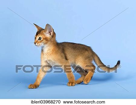 "Abyssinian kitten, 9 weeks, ruddy" View Large Photo Image Stock Image - "Abyssinian kitten, 9 weeks, ruddy". Fotosearch
