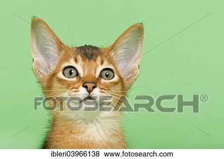 "Abyssinian kitten, 9 weeks, ruddy" View Large Photo Image Stock Photo - "Abyssinian kitten, 9 weeks, ruddy". Fotosearch