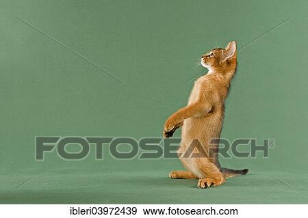 "Abyssinian kitten, ruddy, sitting on hind legs" View Large Photo Image Stock Photo - "Abyssinian kitten, ruddy, sitting on hind legs". Fotosearch