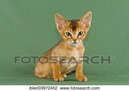 "Abyssinian kitten, ruddy" View Large Photo Image Stock Image - "Abyssinian kitten, ruddy". Fotosearch