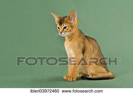 "Abyssinian Kitten, ruddy" View Large Photo Image Stock Image - "Abyssinian Kitten, ruddy". Fotosearch