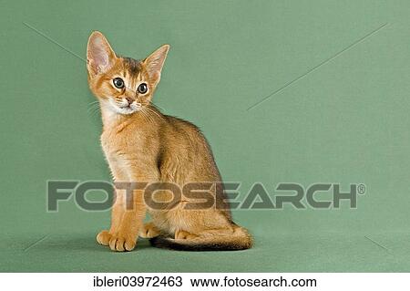 "Abyssinian Kitten, ruddy" View Large Photo Image Stock Image - "Abyssinian Kitten, ruddy". Fotosearch