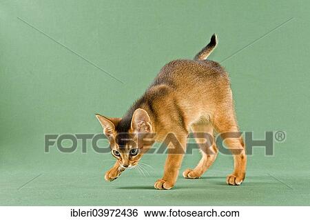 "Abyssinian kitten, ruddy" View Large Photo Image Stock Photograph - "Abyssinian kitten, ruddy". Fotosearch