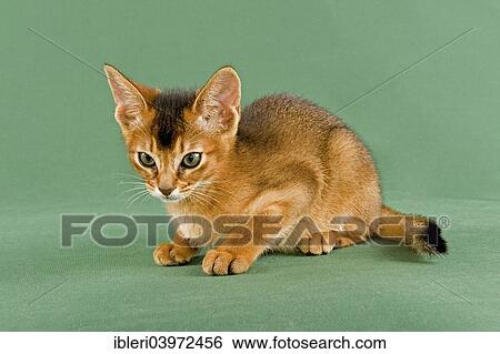 Stock Photograph - "Abyssinian kitten, ruddy". Fotosearch