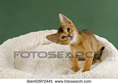 "Abyssinian Kitten, ruddy" View Large Photo Image Stock Photography - "Abyssinian Kitten, ruddy". Fotosearch
