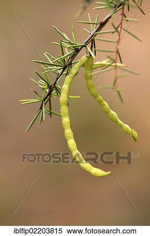 Stock Photography - "Acacia (Acacia stipulosa), close-up of seedpods, Outback, Northern Territory, Australia, Oceania". Fotosearch