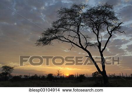 "Acacia or Thorntree (Acacia), sunrise, Etosha National Park, Okaukuejo, Kunene Region, Namibia, Africa" View Large Photo Image Picture - "Acacia or Thorntree (Acacia), sunrise, Etosha National Park, Okaukuejo, Kunene Region, Namibia, Africa". Fotosearch