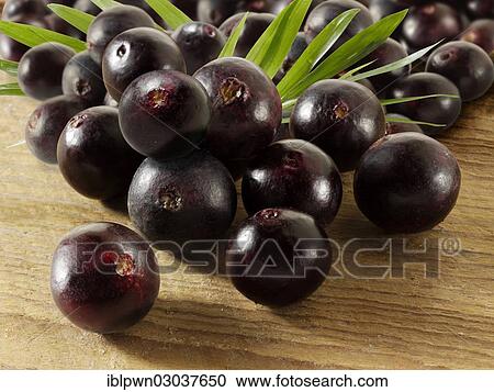 Acai berries (Euterpe oleracea) View Large Photo Image Stock Image - Acai berries (Euterpe oleracea). Fotosearch