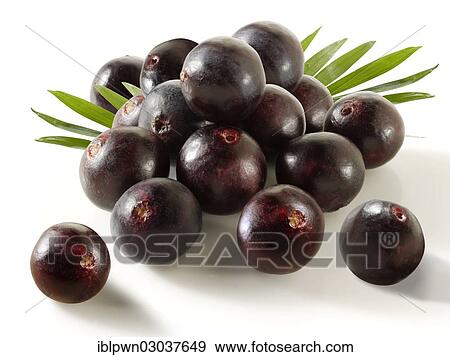 Acai berries (Euterpe oleracea) View Large Photo Image Stock Photo - Acai berries (Euterpe oleracea). Fotosearch