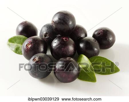 Acai berries (Euterpe oleracea) View Large Photo Image Stock Photo - Acai berries (Euterpe oleracea). Fotosearch