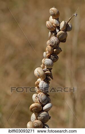 "Accumulation of Mediterranean sand snails (Theba pisana) on dry stalk at summer rest, Western Algarve, Algarve, Portugal, Europe" View Large Photo Image Stock Image - "Accumulation of Mediterranean sand snails (Theba pisana) on dry stalk at summer rest, Western Algarve, Algarve, Portugal, Europe". Fotosearch