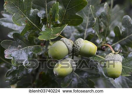 "Acorns (Quercus robur), Lower Saxony, Germany, Europe" View Large Photo Image Picture - "Acorns (Quercus robur), Lower Saxony, Germany, Europe". Fotosearch