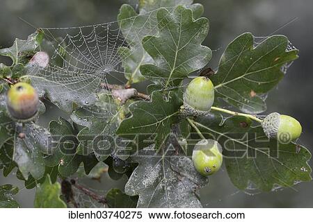 "Acorns (Quercus robur), Lower Saxony, Germany, Europe" View Large Photo Image Stock Photography - "Acorns (Quercus robur), Lower Saxony, Germany, Europe". Fotosearch