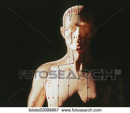 Stock Photo - Acupuncture model. Fotosearch
