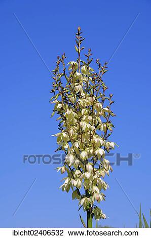 Stock Image - "Adam's Needle (Yucca filamentosa), native to North America, ornamental plant". Fotosearch