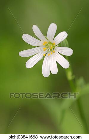 "Addersmeat or Greater Stitchwort (Stellaria holostea), flower, North Rhine-Westphalia, Germany, Europe" View Large Photo Image Stock Photo - "Addersmeat or Greater Stitchwort (Stellaria holostea), flower, North Rhine-Westphalia, Germany, Europe". Fotosearch