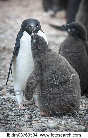 "Adelie Penguin (Pygoscelis adeliae) feeding a chick, Paulet Island, Antarctic Peninsula, Antarctica" View Large Photo Image Picture - "Adelie Penguin (Pygoscelis adeliae) feeding a chick, Paulet Island, Antarctic Peninsula, Antarctica". Fotosearch