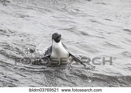 "Adelie Penguin (Pygoscelis adeliae) leaving the water, Paulet Island, Antarctic Peninsula, Antarctica" View Large Photo Image Stock Image - "Adelie Penguin (Pygoscelis adeliae) leaving the water, Paulet Island, Antarctic Peninsula, Antarctica". Fotosearch