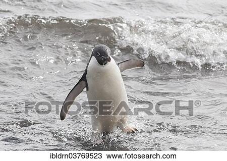 "Adelie Penguin (Pygoscelis adeliae) leaving the water, Paulet Island, Antarctic Peninsula, Antarctica" View Large Photo Image Stock Image - "Adelie Penguin (Pygoscelis adeliae) leaving the water, Paulet Island, Antarctic Peninsula, Antarctica". Fotosearch