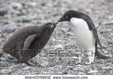 "Adelie Penguin (Pygoscelis adeliae) feeding a chick, Paulet Island, Antarctic Peninsula, Antarctica" View Large Photo Image Stock Image - "Adelie Penguin (Pygoscelis adeliae) feeding a chick, Paulet Island, Antarctic Peninsula, Antarctica". Fotosearch