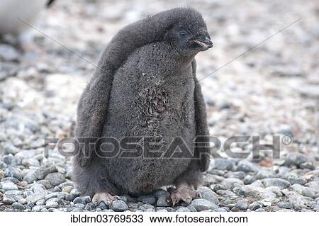 "Adelie Penguin (Pygoscelis adeliae), chick, Paulet Island, Antarctic Peninsula, Antarctica" View Large Photo Image Stock Image - "Adelie Penguin (Pygoscelis adeliae), chick, Paulet Island, Antarctic Peninsula, Antarctica". Fotosearch