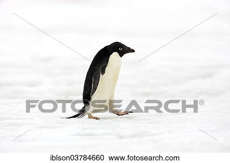 "Adelie Penguin (Pygoscelis adeliae), adult walking in the snow, Half Moon Island, Antarctica" View Large Photo Image Stock Image - "Adelie Penguin (Pygoscelis adeliae), adult walking in the snow, Half Moon Island, Antarctica". Fotosearch