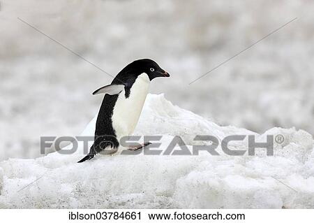 "Adelie Penguin (Pygoscelis adeliae), adult walking in the snow, Devil Island, Antarctica" View Large Photo Image Stock Image - "Adelie Penguin (Pygoscelis adeliae), adult walking in the snow, Devil Island, Antarctica". Fotosearch