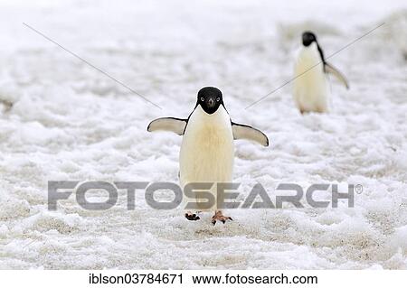 "Adelie Penguin (Pygoscelis adeliae), walking in the snow, Devil Island, Antarctica" View Large Photo Image Stock Image - "Adelie Penguin (Pygoscelis adeliae), walking in the snow, Devil Island, Antarctica". Fotosearch