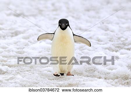 "Adelie Penguin (Pygoscelis adeliae), adult walking in the snow, Devil Island, Antarctica" View Large Photo Image Stock Image - "Adelie Penguin (Pygoscelis adeliae), adult walking in the snow, Devil Island, Antarctica". Fotosearch