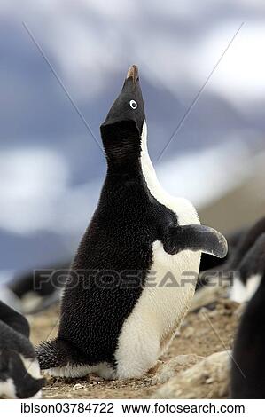 "Adelie Penguin (Pygoscelis adeliae), adult, at the nest, nesting colony, Devil Island, Antarctica" View Large Photo Image Stock Image - "Adelie Penguin (Pygoscelis adeliae), adult, at the nest, nesting colony, Devil Island, Antarctica". Fotosearch