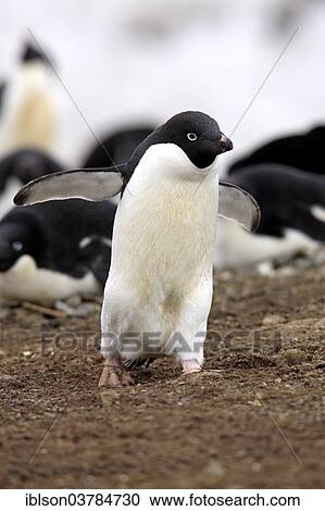 "Adelie Penguin (Pygoscelis adeliae) adult, breeding colony, Devil Island, Antarctica" View Large Photo Image Stock Image - "Adelie Penguin (Pygoscelis adeliae) adult, breeding colony, Devil Island, Antarctica". Fotosearch