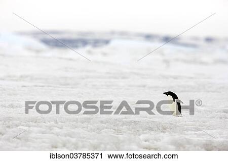 "Adelie Penguin (Pygoscelis adeliae), pack ice, Weddell Sea, Antarctica" View Large Photo Image Stock Image - "Adelie Penguin (Pygoscelis adeliae), pack ice, Weddell Sea, Antarctica". Fotosearch
