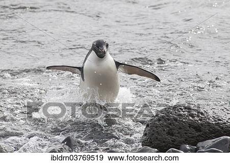 "Adelie Penguin (Pygoscelis adeliae) leaving the water, Paulet Island, Antarctic Peninsula, Antarctica" View Large Photo Image Stock Photo - "Adelie Penguin (Pygoscelis adeliae) leaving the water, Paulet Island, Antarctic Peninsula, Antarctica". Fotosearch