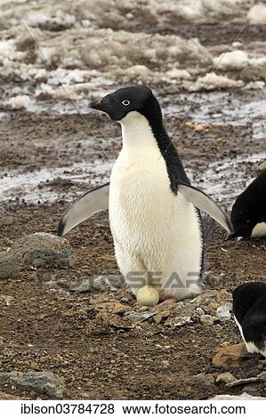 "Adelie Penguin (Pygoscelis adeliae), adult on the nest incubating an egg, Devil Island, Antarctica" View Large Photo Image Stock Photo - "Adelie Penguin (Pygoscelis adeliae), adult on the nest incubating an egg, Devil Island, Antarctica". Fotosearch