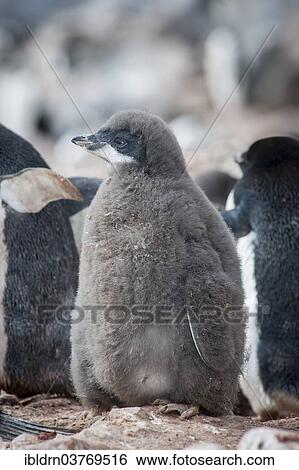 "Adelie Penguin (Pygoscelis adeliae), chick, Paulet Island, Antarctic Peninsula, Antarctica" View Large Photo Image Stock Photograph - "Adelie Penguin (Pygoscelis adeliae), chick, Paulet Island, Antarctic Peninsula, Antarctica". Fotosearch