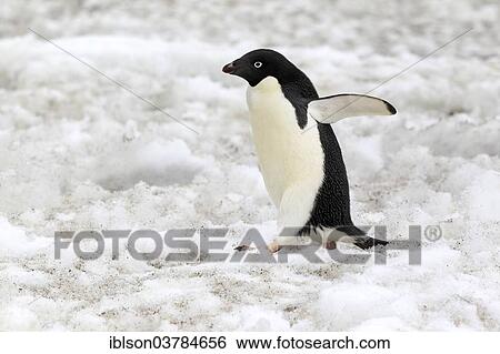 Stock Photograph - "Adelie Penguin (Pygoscelis adeliae), adult walking in the snow, Devil Island, Antarctica". Fotosearch
