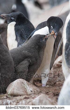 "Adelie Penguin (Pygoscelis adeliae) feeding a chick, Paulet Island, Antarctic Peninsula, Antarctica" View Large Photo Image Stock Photography - "Adelie Penguin (Pygoscelis adeliae) feeding a chick, Paulet Island, Antarctic Peninsula, Antarctica". Fotosearch