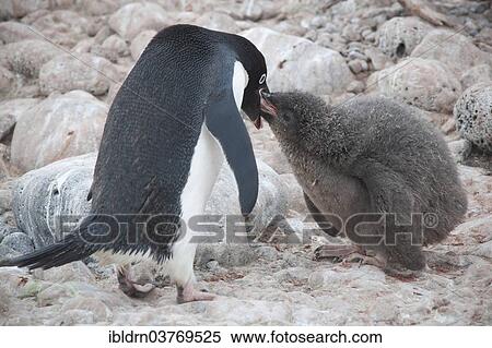 "Adelie Penguin (Pygoscelis adeliae) feeding a chick, Paulet Island, Antarctic Peninsula, Antarctica" View Large Photo Image Stock Photography - "Adelie Penguin (Pygoscelis adeliae) feeding a chick, Paulet Island, Antarctic Peninsula, Antarctica". Fotosearch